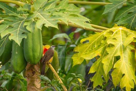 Foto de Large Woodshrike bird are eating , Thailand - Imagen libre de derechos