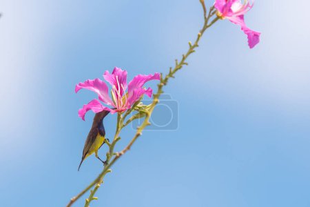 Téléchargez les photos : Olive Backed Sunbird on the tree in forest, Thailand - en image libre de droit