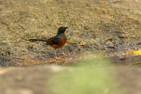 Photo for White Rumped Shama bird in the rain forest, Thailand - Royalty Free Image