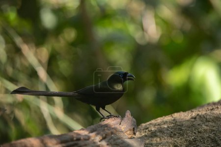 Téléchargez les photos : Racquet-tailed Treepie bird in the rain forest, Thailand - en image libre de droit