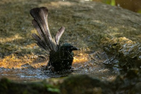 Téléchargez les photos : Racquet-tailed Treepie bird in the rain forest, Thailand - en image libre de droit