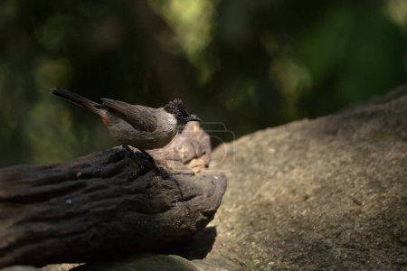 Photo for Sooty-headed bulbul  stand in the rain forest, Thailand - Royalty Free Image