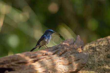 Téléchargez les photos : Verditer Flycatcher bird in the rain forest, Thailand - en image libre de droit