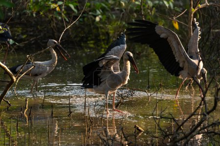 Photo for Asian Openbill stand in the rain forest, Thailand - Royalty Free Image