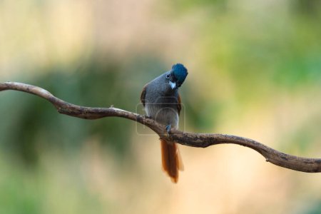 Téléchargez les photos : Blyth's Paradise-flycatcher stand in the rain forest, Thaïlande - en image libre de droit