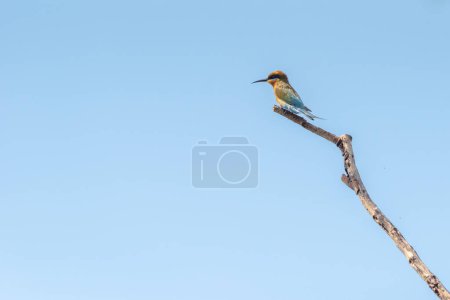Photo for Chestnut Headed Bee Eater  stand in the rain forest, Thailand - Royalty Free Image