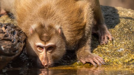Téléchargez les photos : Monkey drinking water in puddles on the ground in Thailand - en image libre de droit