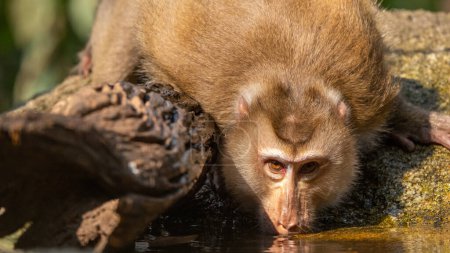 Téléchargez les photos : Monkey drinking water in puddles on the ground in Thailand - en image libre de droit