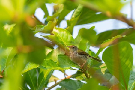 Téléchargez les photos : Dark Necked Tailorbird  stand on the branch of tree, Thailand - en image libre de droit