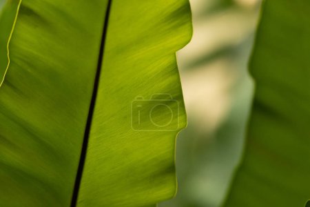 Natural leaf backgorund with light in morning stock photo