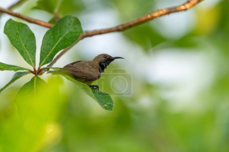Téléchargez les photos : Olive Backed Sunbird on the tree in forest, Thailand - en image libre de droit