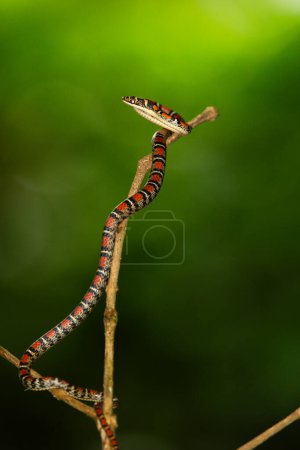 Téléchargez les photos : Serpent-arbre à double barre dans le parc national Thaïlande - en image libre de droit