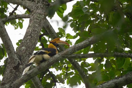 Téléchargez les photos : Buceros bicornis cornbill se nourrissent d'arbres en Thaïlande - en image libre de droit