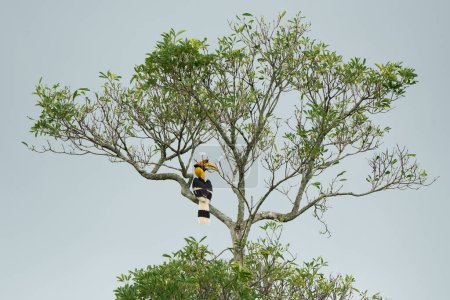 Téléchargez les photos : Buceros bicornis cornbill se nourrissent d'arbres en Thaïlande - en image libre de droit