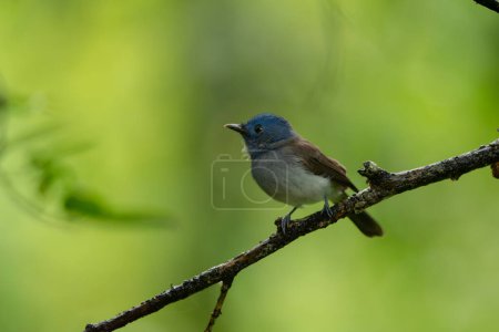 Photo for Black-naped Monarch in the rain forest in Thailand - Royalty Free Image