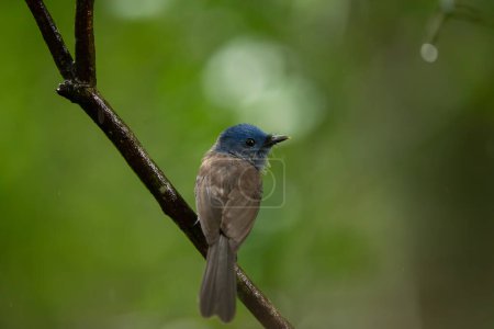 Photo for Black-naped Monarch in the rain forest in Thailand - Royalty Free Image