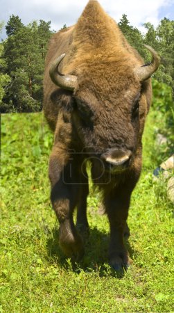 Photo for Bison running on grass meadow with forest in summer. - Royalty Free Image