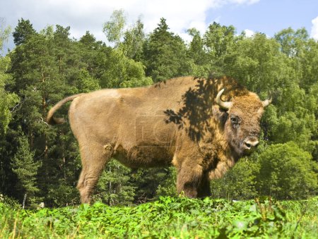 Photo for Bison standing in summer forest. - Royalty Free Image