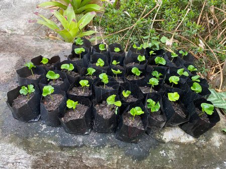 Photo for Coffee plant seedlings in black plastic pots on cement floor - Royalty Free Image