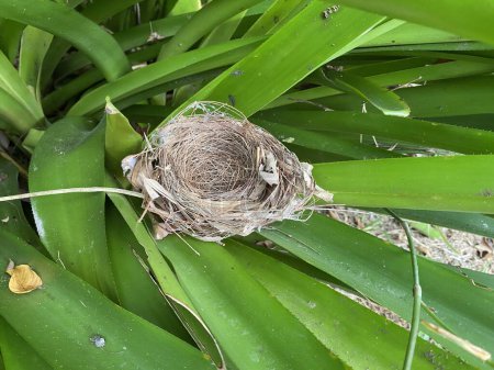 Photo for Nest of bird on green leaves of Dracaena loureiri Gagnep plant in garden - Royalty Free Image
