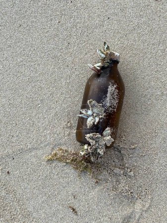 Photo for A bottle with a dead crab on the sand of the beach. - Royalty Free Image