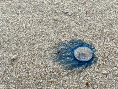 Photo for Close up Blue Button Jellyfish (porpita porpita) on the beach when the sea water receded - Royalty Free Image