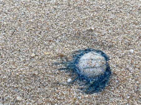 Photo for Close up Blue Button Jellyfish (porpita porpita) on the beach when the sea water receded - Royalty Free Image