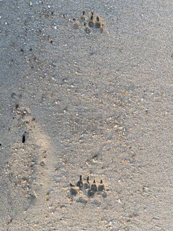 Photo for Footprints in the sand on the beach, closeup of photo - Royalty Free Image