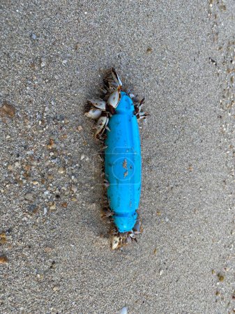 Photo for Crab on the beach with a blue plastic bottle in the sand - Royalty Free Image