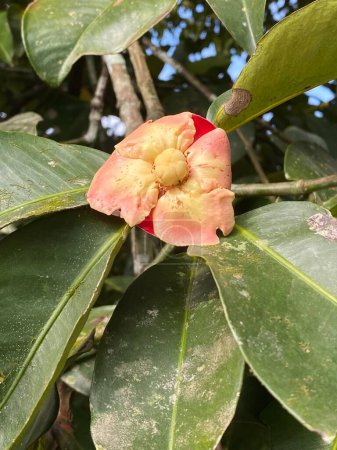 Photo for Close up of red flower of Mangosteen in tropical garden - Royalty Free Image
