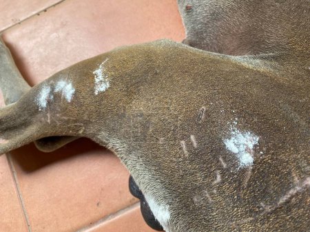 Photo for Close up of wound on skin of  brown Thai Ridgeback dog sleeping on floor - Royalty Free Image