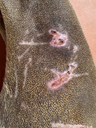 Photo for Close up of wound on skin of  brown Thai Ridgeback dog sleeping on floor - Royalty Free Image