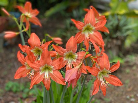 Photo for Flowers of a lily (Hippeastrum) in the garden - Royalty Free Image