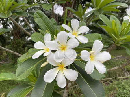 Photo for White frangipani flowers on the tree in the garden. - Royalty Free Image