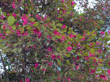 Photo for Pink flowers on the branches of a tree in a park in spring - Royalty Free Image
