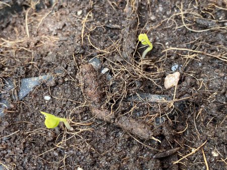 Photo for Green seedling growing in soil. Young sprouts of a plant in the ground. - Royalty Free Image