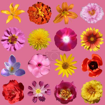 Photo for Flowers collection isolated on pacific pink background - Royalty Free Image