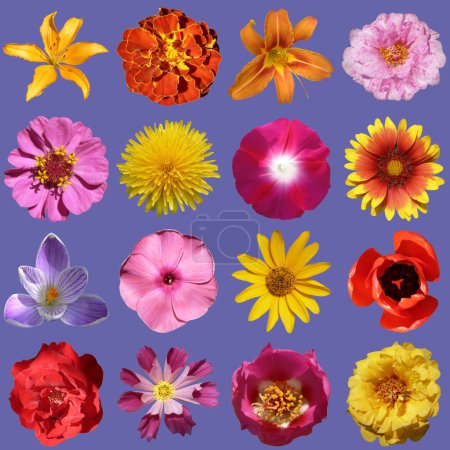 Photo for Flowers collection isolated on very peri background - Royalty Free Image