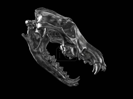 Téléchargez les photos : Dark metal wolf skull with open jaws - side view - en image libre de droit