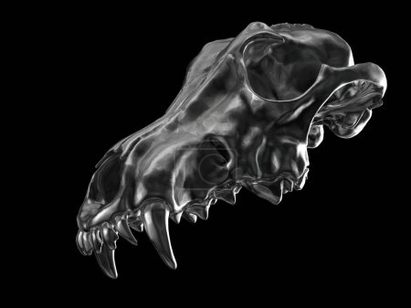 Téléchargez les photos : Upper part of a wolf skull - dark mood color - isolated on black background - en image libre de droit