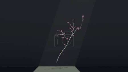 Téléchargez les photos : Doux blanc Sakura branche de cerisier flottant dans l'air en arrière-plan studio sombre rayon de soleil - en image libre de droit