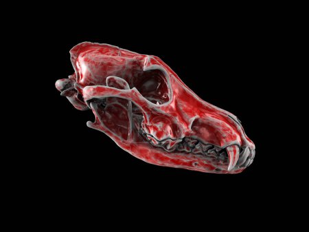 Téléchargez les photos : Crâne de loup rouge avec bords usés - Illustration 3D - en image libre de droit