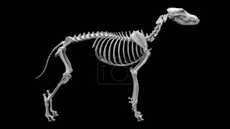 Téléchargez les photos : Squelette de loup debout - vue latérale - isolé sur fond noir - en image libre de droit