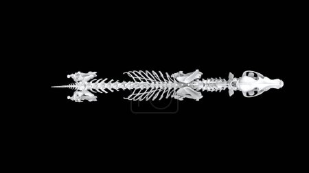 Photo for Full wolf skeleton in standing pose - top down view - isolated on black background - Royalty Free Image