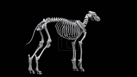 Téléchargez les photos : Squelette de loup debout - vue de dos - isolé sur fond noir - en image libre de droit