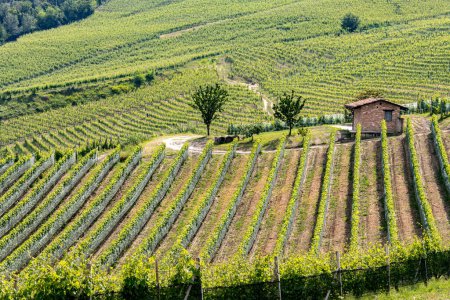 Téléchargez les photos : Vignobles de La Morra dans la province de Cuneo, Piémont, Italie. - en image libre de droit