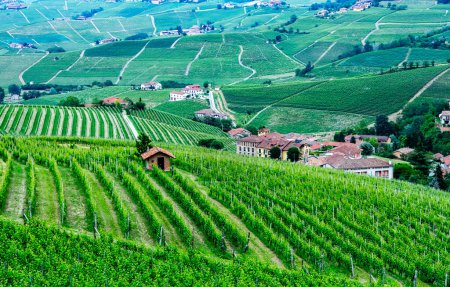 Téléchargez les photos : Vignobles de La Morra dans la province de Cuneo, Piémont, Italie. - en image libre de droit