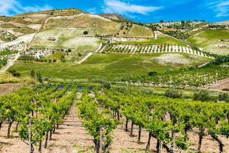 Téléchargez les photos : Vue paysage sur la région viticole de Butera dans la province de Caltanissetta, Sicile, Italie. - en image libre de droit