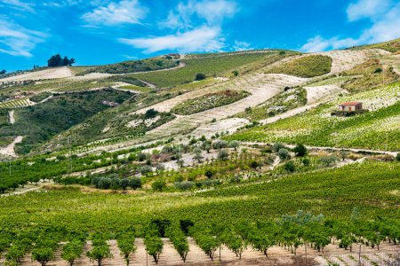 Foto de Paisaje de la región de los viñedos de Butera en la provincia de Caltanissetta, Sicilia, Italia. - Imagen libre de derechos