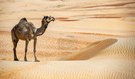 Téléchargez les photos : Chameau sur les sables de Sharqiyah dans la province de Bidiyah, Oman - en image libre de droit